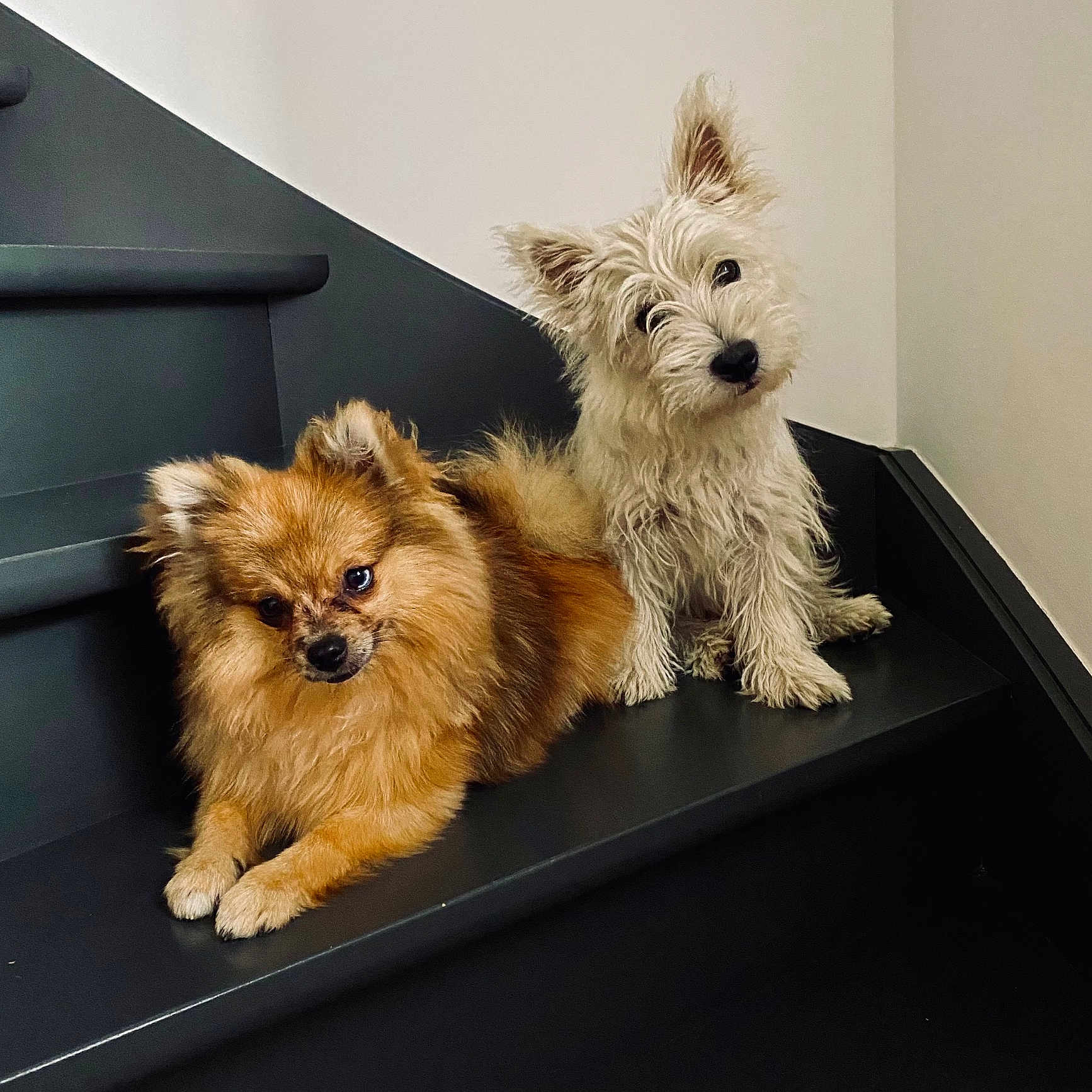Bao Et Saiko a rejoint le concours — aidez-le/la à gagner de superbes lots ! animal_photography, companions, cute, dark_staircase, dogs, fluffy, head_tilt, home, indoor, long_hair, lying_down, orange_dog, pets, pointy_ears, portrait, puppies, scruffy, sitting, small_dogs, white_dog