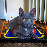 Mitzi joined the competition — help win amazing prizes! cat, gray_cat, yellow_eyes, toy_ring, wrestling_ring, indoor, carpet, radiator, pet, animal, feline, curious, playful, resting, closeup, domestic_cat, looking_at_camera, cute, paw, ears