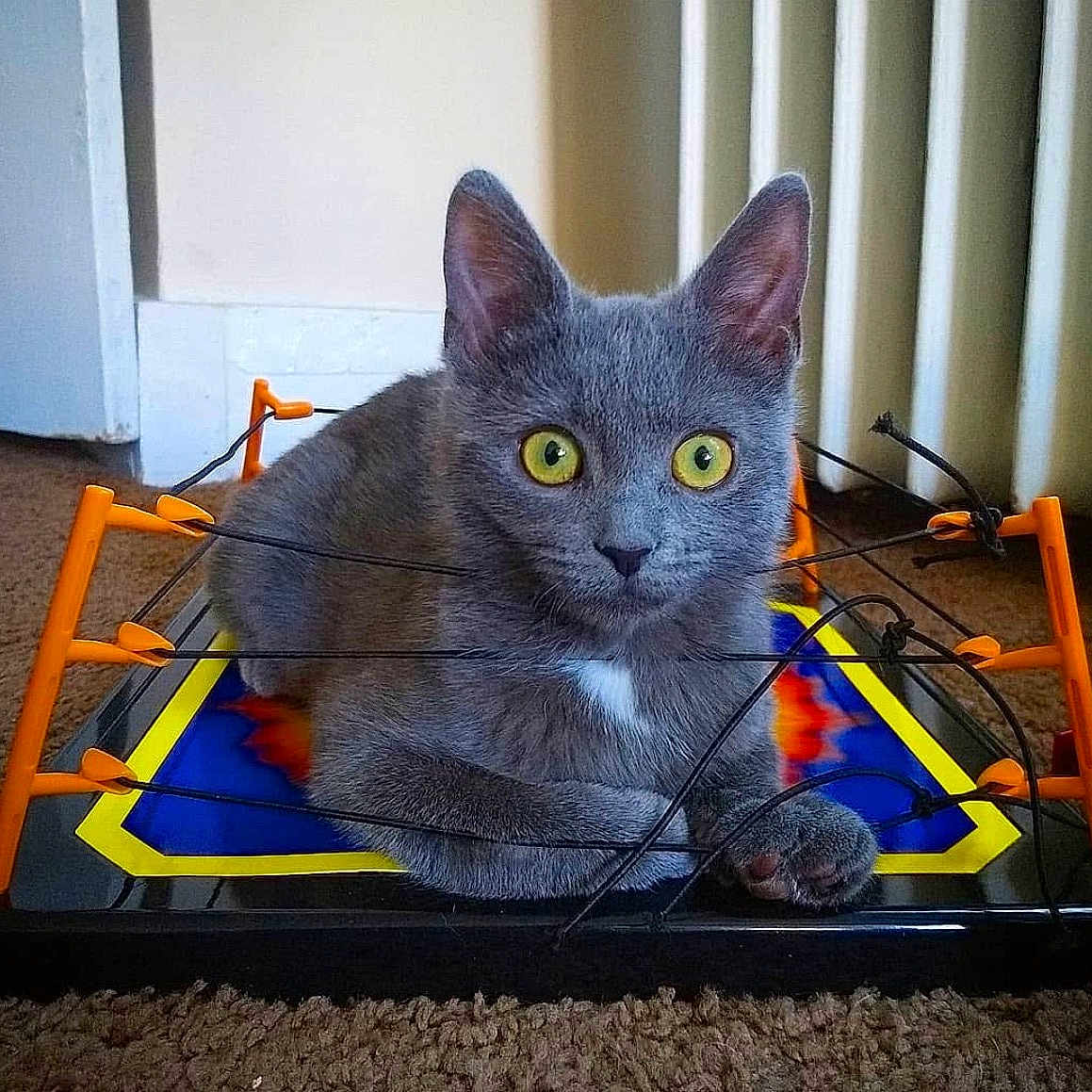 Mitzi
