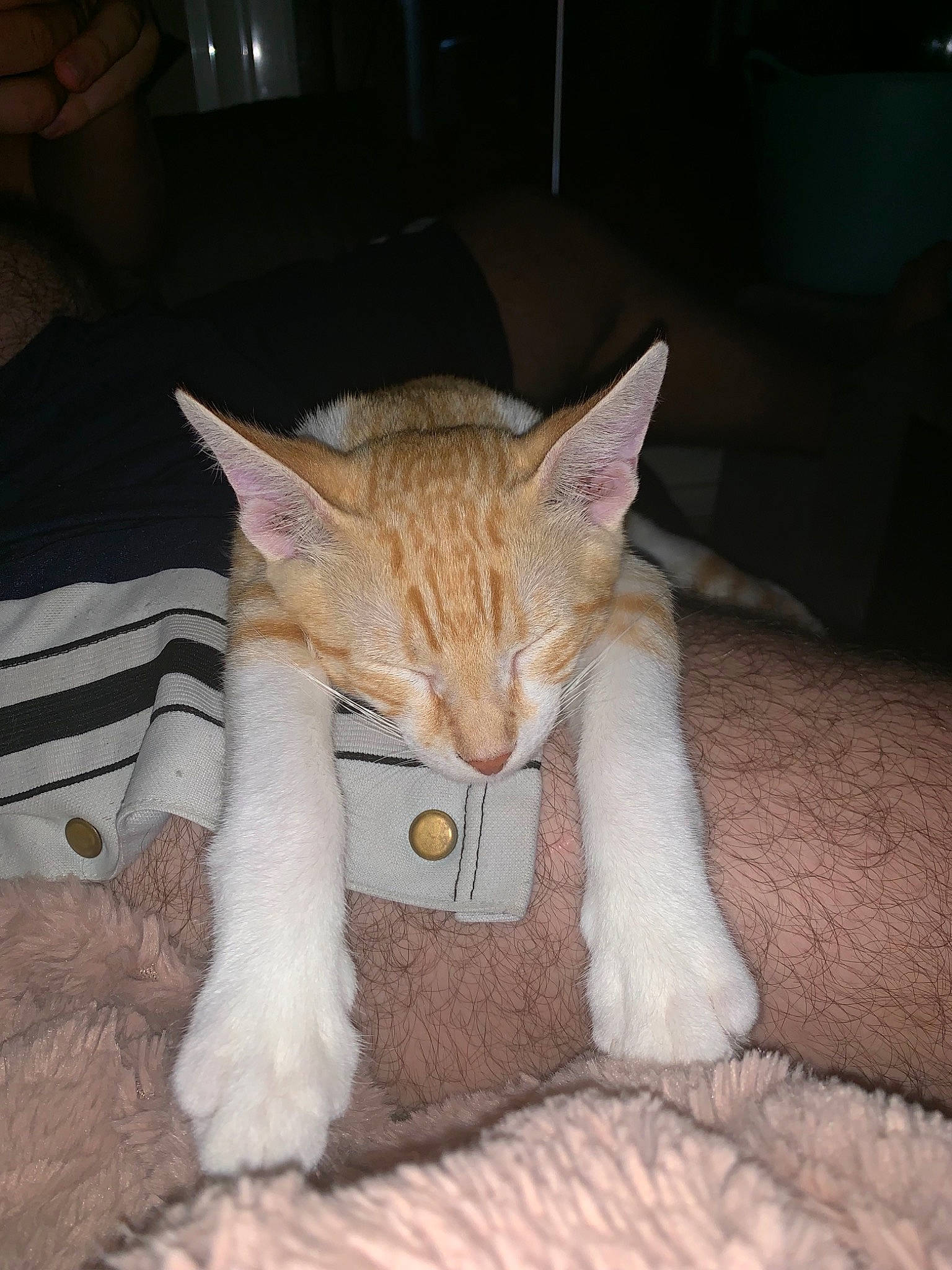 Pumba participe au concours pour gagner de l'argent avec cette photo : aegean_cat, asian, burmilla, carnivore, cat, colorpoint_shorthair, domestic_short_haired_cat, ear, european_shorthair, fawn, felidae, fur, german_rex, kitten, mammal, nap, small_to_medium_sized_cats, tail, whiskers