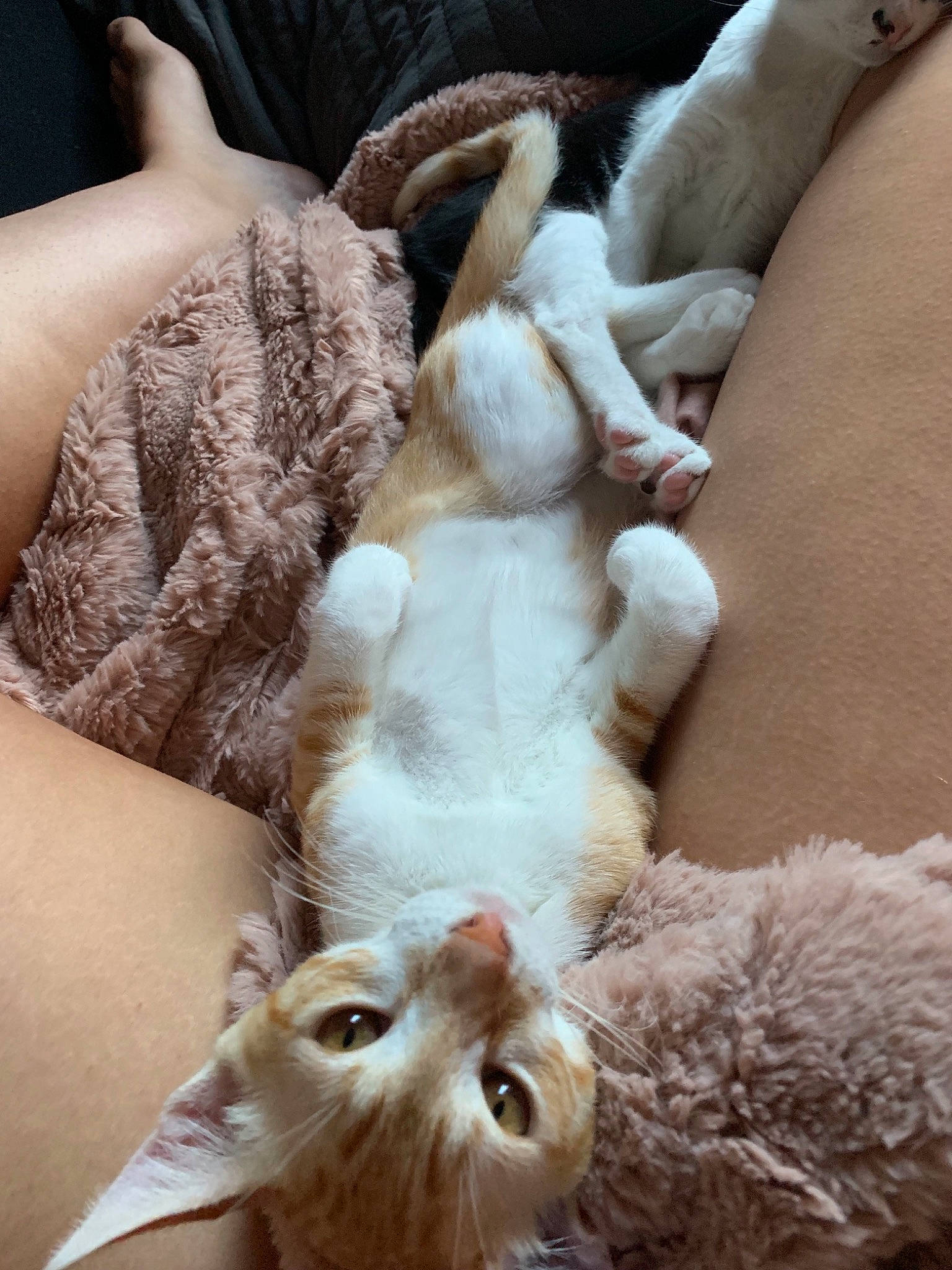 Pumba a rejoint le concours — aidez-le/la à gagner de superbes lots ! asian, burmilla, carnivore, cat, claw, cornish_rex, devon_rex, fawn, felidae, fur, kitten, oriental_longhair, singapura, small_to_medium_sized_cats