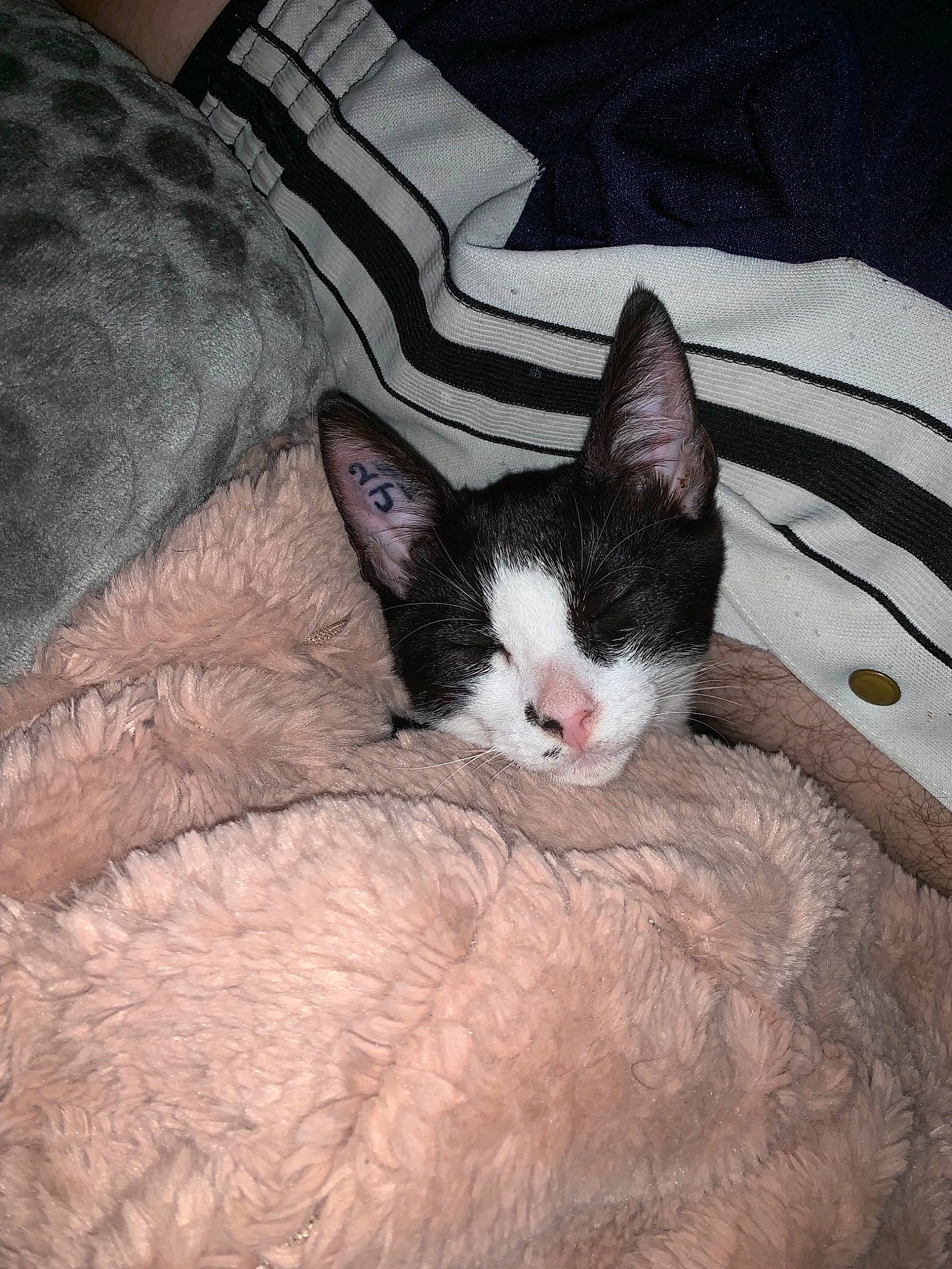 Prisca participe au concours pour gagner de l'argent avec cette photo : carnivore, cat, domestic_short_haired_cat, ear, european_shorthair, eye, felidae, fur, german_rex, kitten, small_to_medium_sized_cats, snout, tail, whiskers