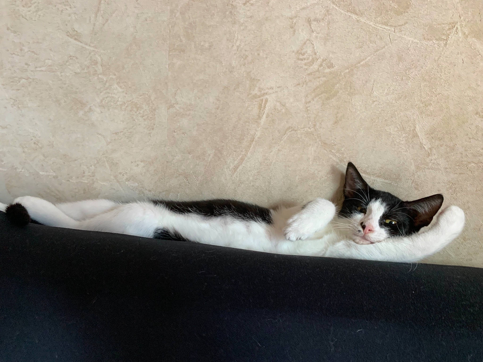 Prisca participe au concours pour gagner de l'argent avec cette photo : aegean_cat, american_wirehair, black_and_white, carnivore, cat, domestic_short_haired_cat, felidae, kitten, polydactyl_cat, small_to_medium_sized_cats, tail, whiskers