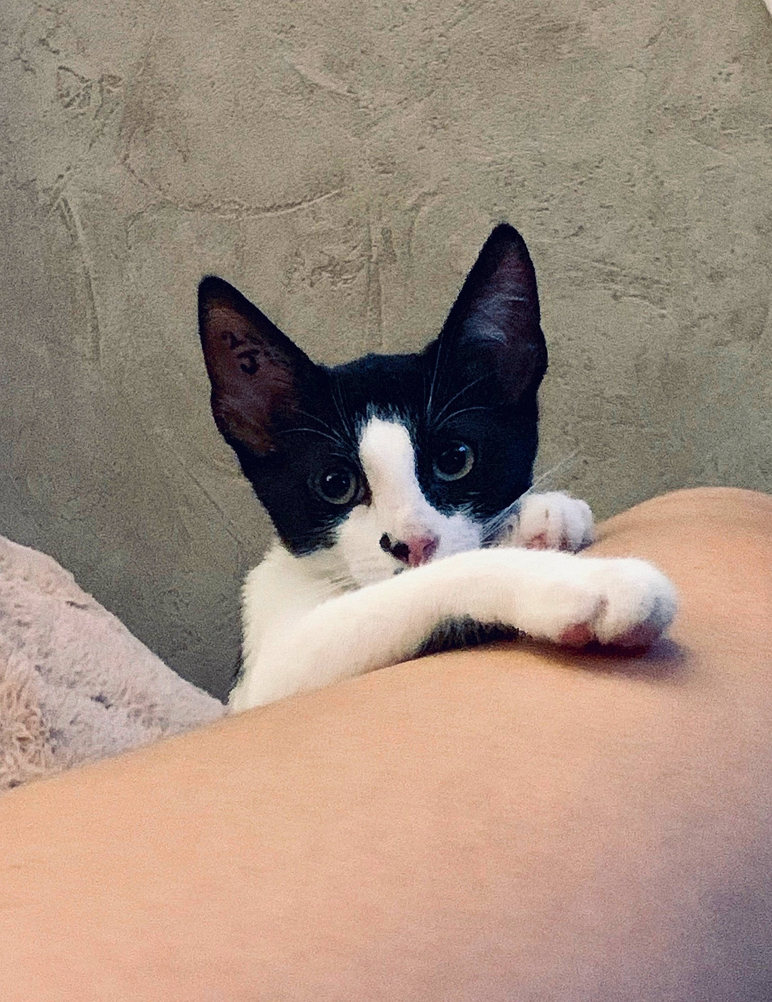 Prisca a rejoint le concours — aidez-le/la à gagner de superbes lots ! black_and_white, carnivore, cat, ear, eye, felidae, fur, kitten, leg, mammal, skin, small_to_medium_sized_cats, tail, whiskers