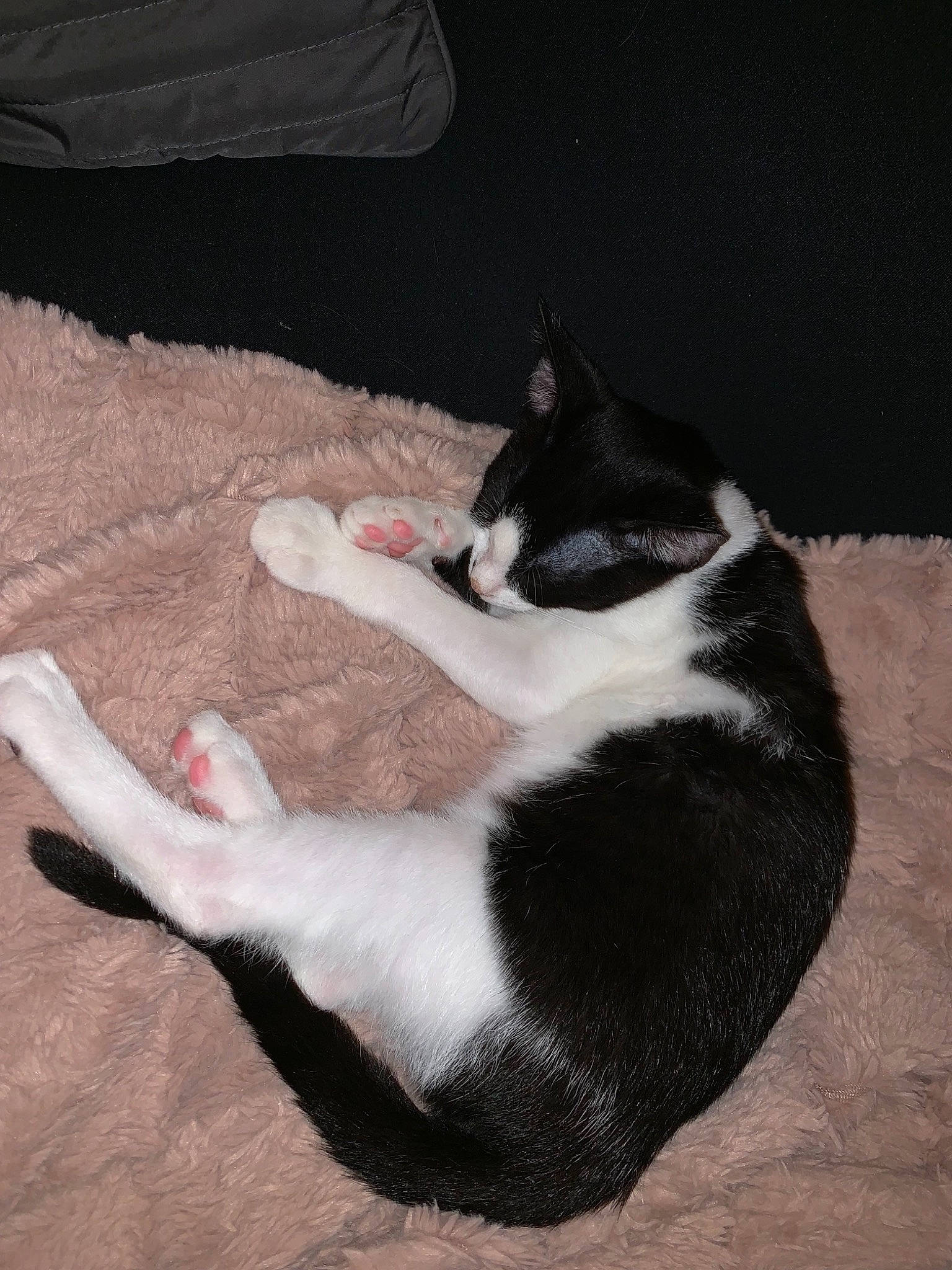 Prisca a rejoint le concours — aidez-le/la à gagner de superbes lots ! canidae, carnivore, cat, dog_breed, felidae, fur, leg, paw, polydactyl_cat, small_to_medium_sized_cats, sporting_group, tail, whiskers