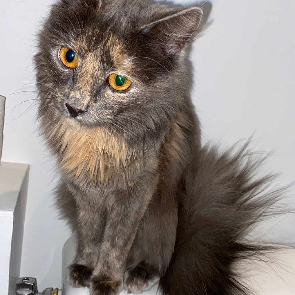 Laïka a rejoint le concours — aidez-le/la à gagner de superbes lots ! angora, animal, architecture, bathing, bathroom, bathtub, bronze, cat, fountain, indoors, kitten, manx, person, pet, room, sink, sinkfaucet, tap, tub, water