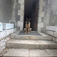 Alaska participe au concours pour gagner de l'argent avec cette photo : dog, german_shepherd, pet, animal, doorway, stone, steps, outdoor, front_door, house, entrance, mat, wall, concrete, sitting, guard, canine, brown, black, loyal