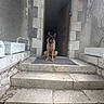 dog, german_shepherd, pet, animal, doorway, stone, steps, outdoor, front_door, house, entrance, mat, wall, concrete, sitting, guard, canine, brown, black, loyal
