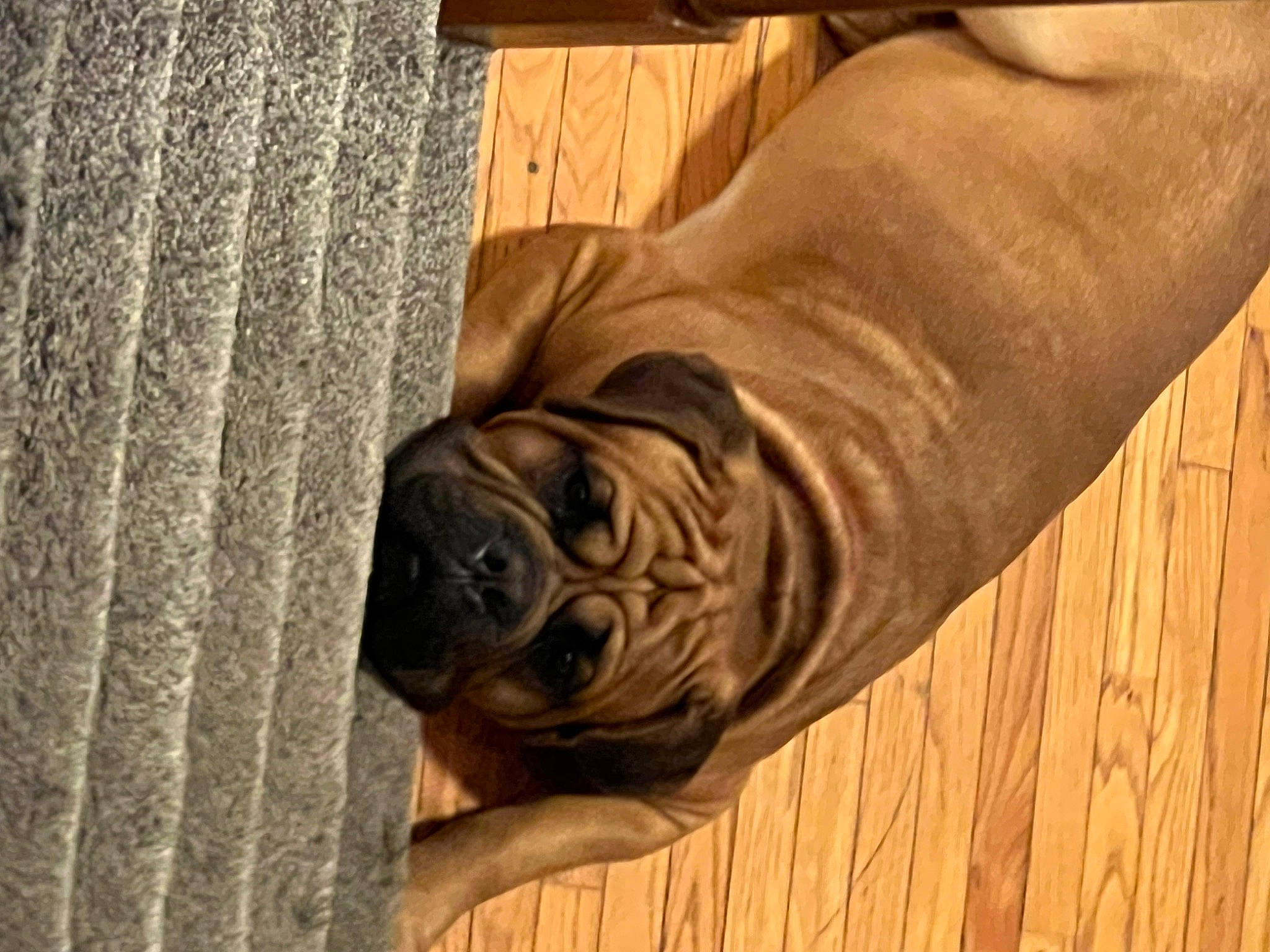 Capone is registered to the contest to win money with this photo: brown, canidae, carnivore, companion_dog, dog, dog_breed, fawn, floor, flooring, hardwood, pattern, shar_pei, snout, sporting_group, whiskers, window, wood, wood_flooring, wood_stain, wrinkle
