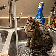 Tiger joined the competition — help win amazing prizes! kitten, cat, sink, water, running_water, kitchen, tap, faucet, soap, cleaning_supplies, curious, pet, animal, domestic_cat, striped, young_cat, indoor, wet, drain, countertop