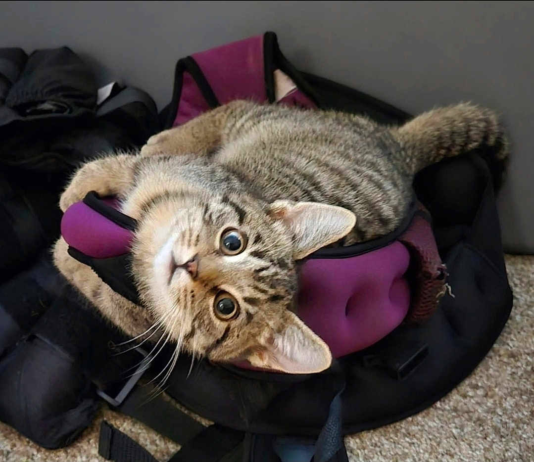 Tiger joined the competition — help win amazing prizes! cat, kitten, tabby, pet, animal, fur, whiskers, eyes, ears, bag, purple, black, carpet, indoor, cute, playful, curious, resting, small, cozy
