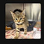 Tiger is registered to the contest to win money with this photo: kitten, cat, tabby, pet, animal, feline, young, fur, whiskers, eyes, bed, food, bowl, blanket, indoor, cute, curious, walking, small, domestic