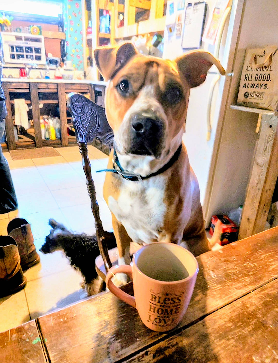 Roman is registered to the contest to win money with this photo: carnivore, coffee_cup, collar, companion_dog, cup, dishware, dog, dog_breed, dog_collar, dog_supply, drinkware, fawn, luggage_and_bags, pet_supply, serveware, snout, table, tableware, wood, working_animal