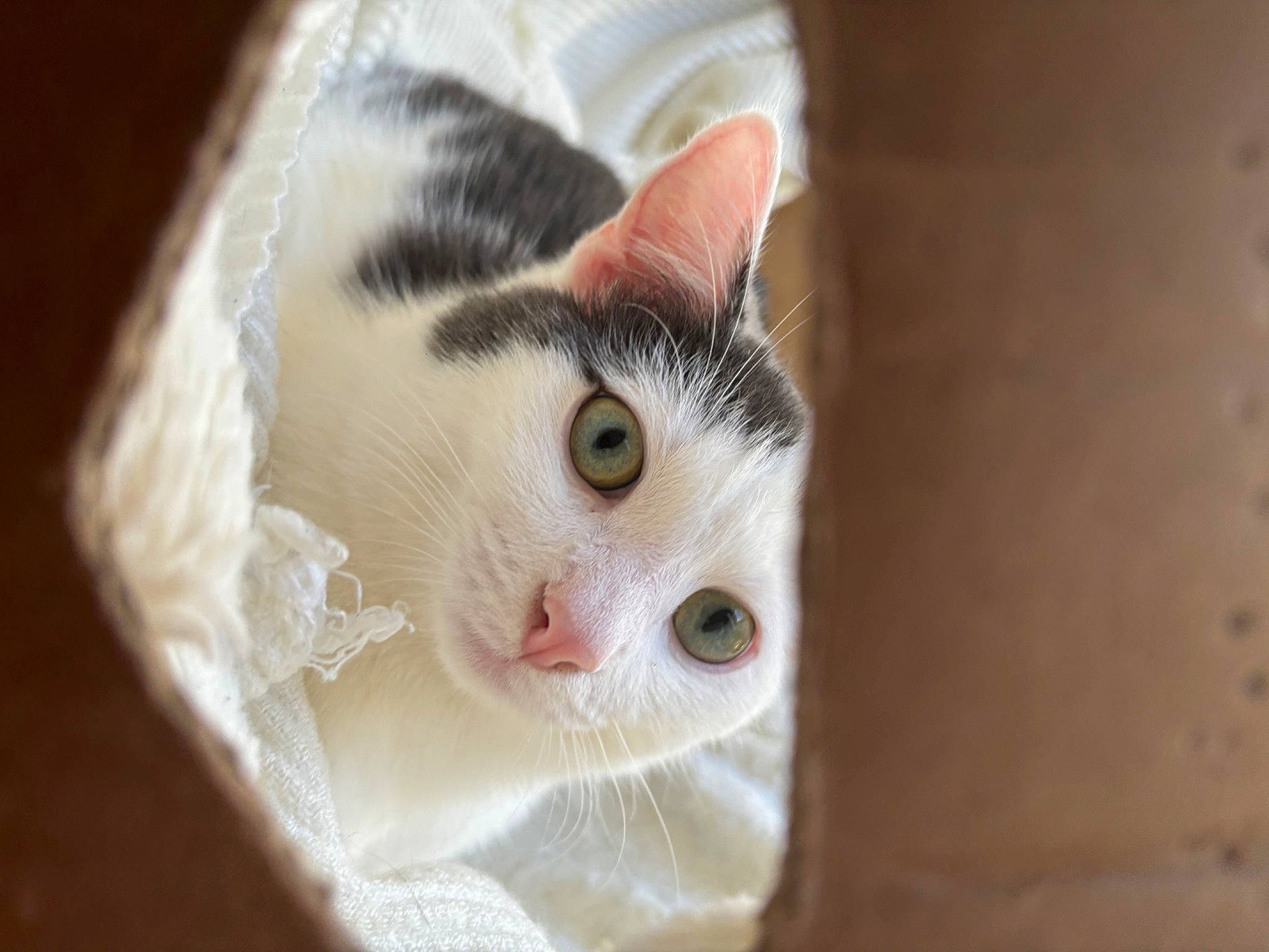 Snow participe au concours pour gagner de l'argent avec cette photo : carnivore, cat, domestic_short_haired_cat, door, ear, eye, eyelash, fawn, felidae, fur, head, paw, small_to_medium_sized_cats, snout, tail, whiskers, window, wood