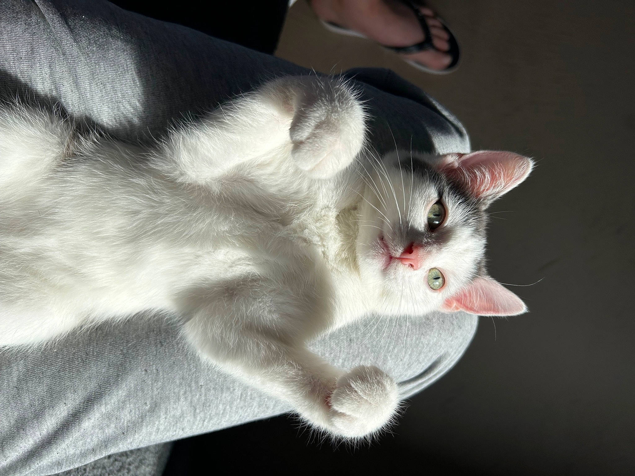 Snow a rejoint le concours — aidez-le/la à gagner de superbes lots ! carnivore, cat, claw, collar, comfort, domestic_short_haired_cat, ear, fang, felidae, foot, fur, grey, paw, small_to_medium_sized_cats, snout, tail, whiskers