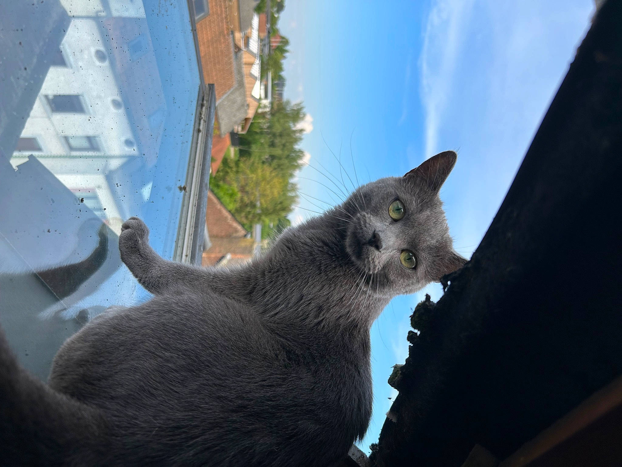 Simba a rejoint le concours — aidez-le/la à gagner de superbes lots ! building, carnivore, cat, cloud, domestic_short_haired_cat, felidae, fur, grey, house, plant, russian_blue, sky, small_to_medium_sized_cats, snout, tail, tree, water, whiskers, wildlife, window