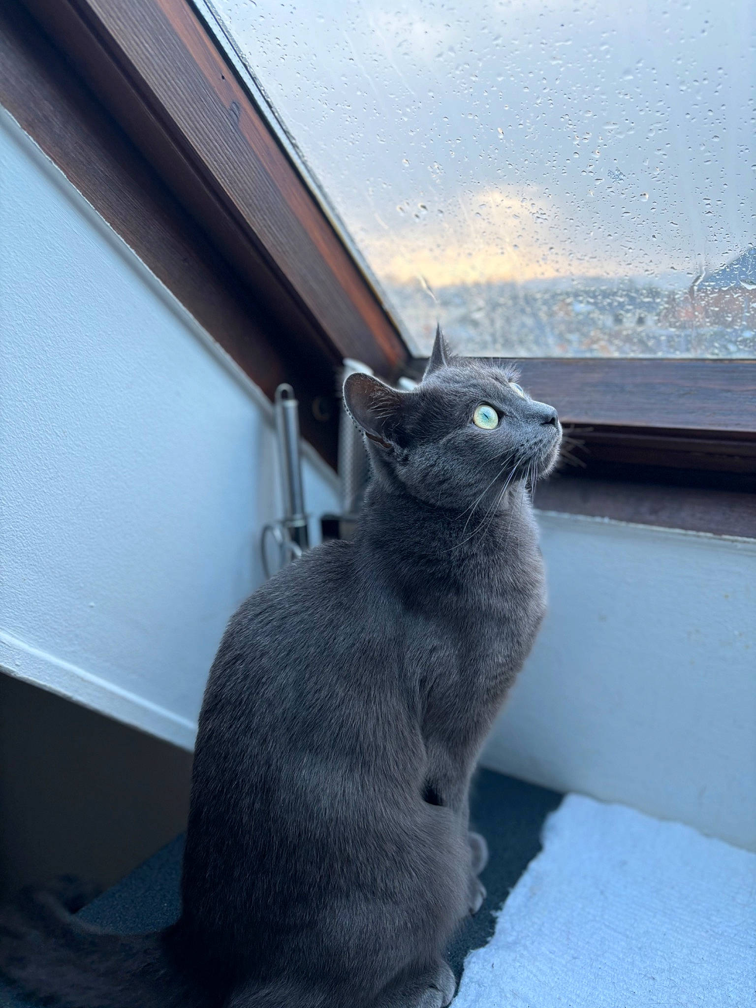 Simba a rejoint le concours — aidez-le/la à gagner de superbes lots ! black_cat, carnivore, cat, comfort, domestic_short_haired_cat, felidae, fur, grey, mammal, roof, russian_blue, sky, small_to_medium_sized_cats, snout, snow, tail, tints_and_shades, whiskers, window, window_covering