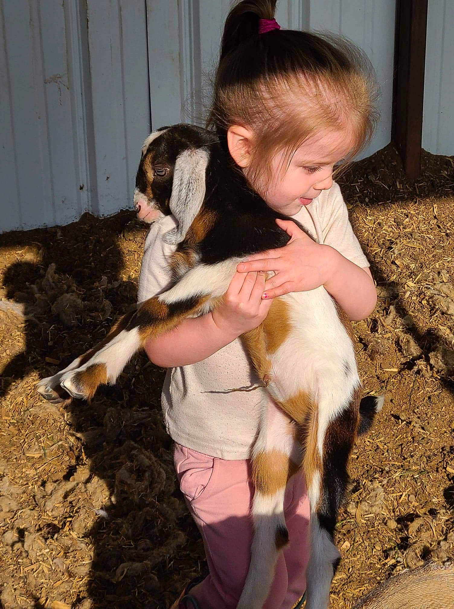 Everleigh joined the competition — help win amazing prizes! child, companion_dog, dog_breed, fawn, fun, fur, goat, goats, grass, happy, human_leg, landscape, lap, livestock, person, play, shorts, sitting, soil, thigh