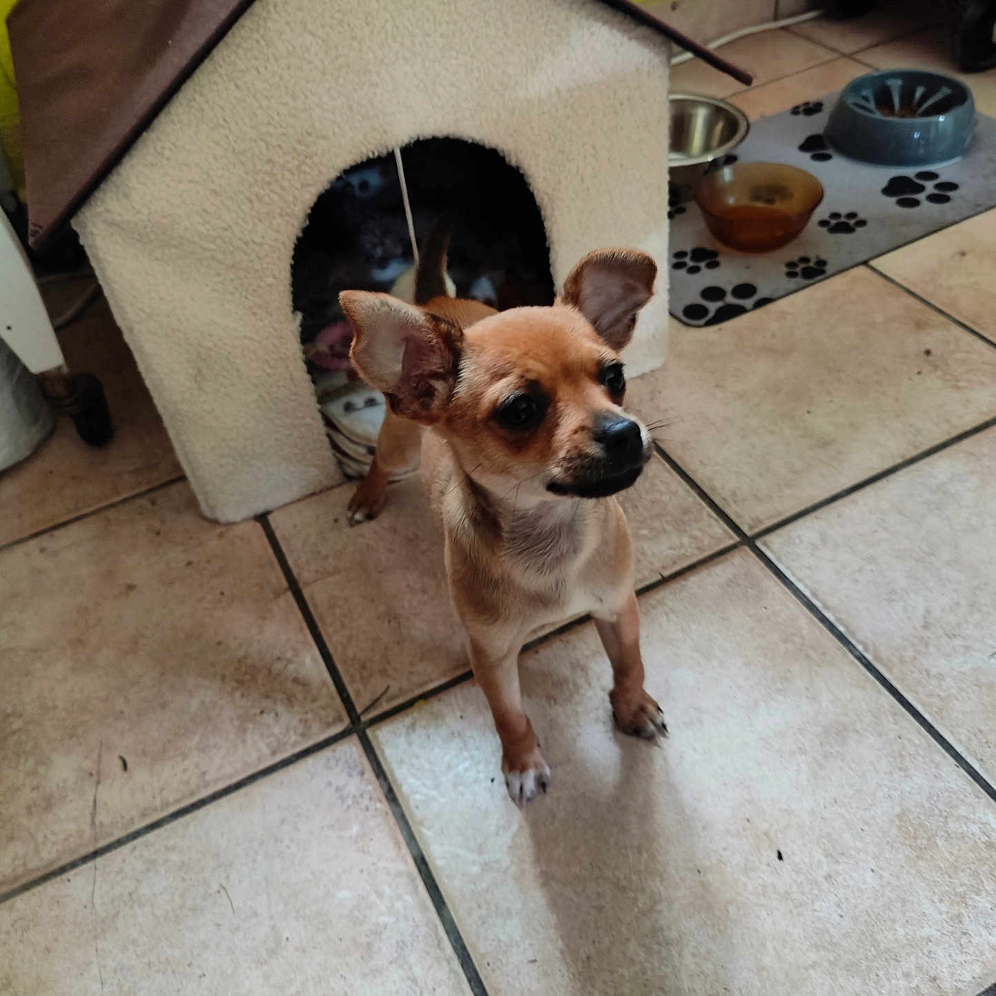 Bella participe au concours pour gagner de l'argent avec cette photo : dog, puppy, dog_house, pet_bowl, floor_tile, indoor, pet_mat, brown_dog, small_dog, animal, domestic, home, cozy, curious, two_dogs, pet, ears_up, alert, tile_floor, shadow
