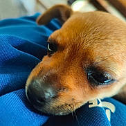 Bella participe au concours pour gagner de l'argent avec cette photo : puppy, dog, close_up, blue_fabric, resting, cute, pet, animal, fur, brown, young, face, whiskers, soft_focus, indoor, calm, adorable, small, sleepy, companion