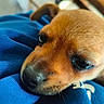 puppy, dog, close_up, blue_fabric, resting, cute, pet, animal, fur, brown, young, face, whiskers, soft_focus, indoor, calm, adorable, small, sleepy, companion
