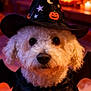 dog, white_dog, curly_fur, halloween_costume, witch_hat, cape, pumpkin, jack_o_lantern, candlelight, indoor, pet, cute, costume, holiday, decor, bat_wings, black_clothing, eyes, portrait, animal