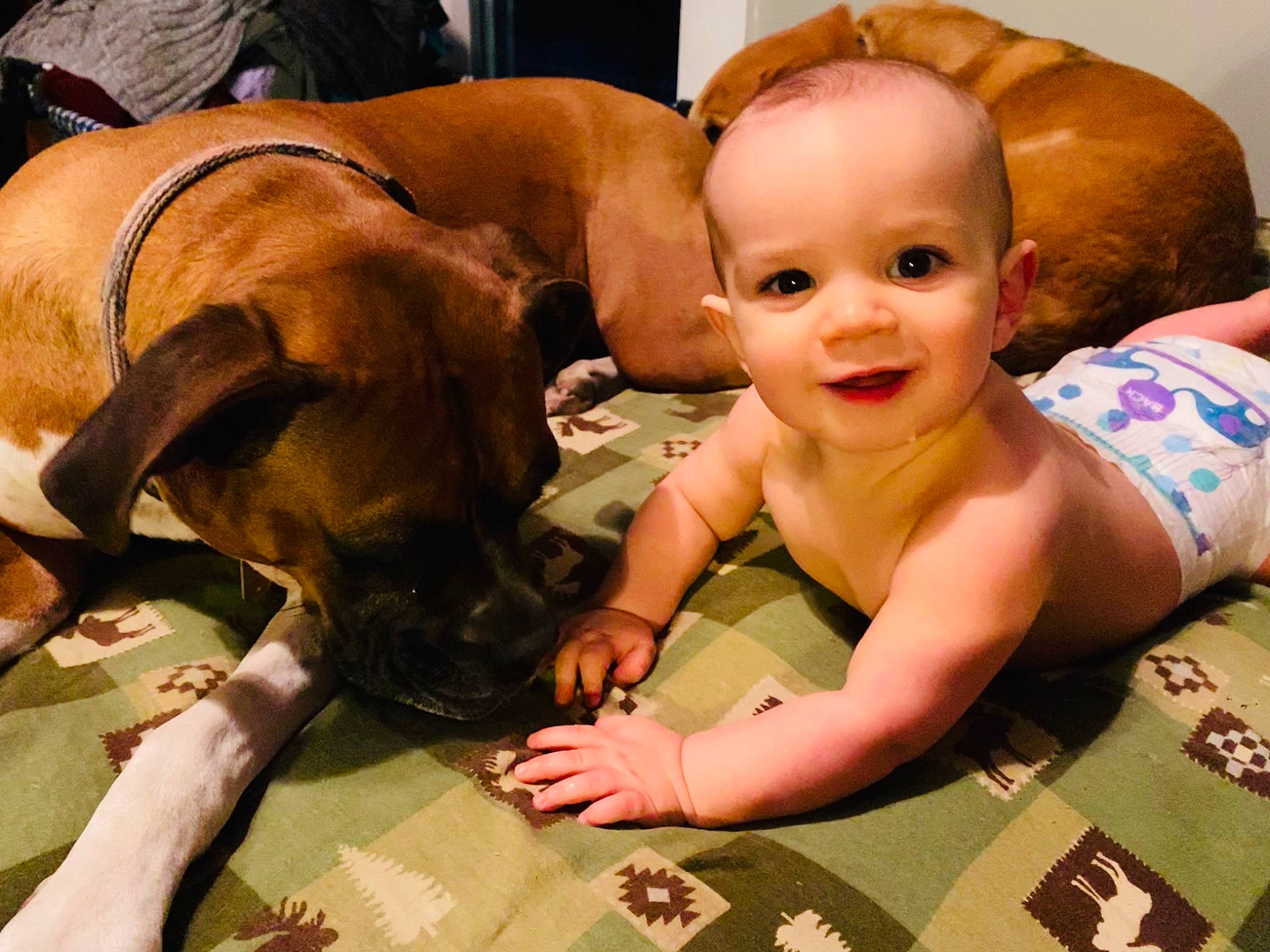 Donovan joined the competition — help win amazing prizes! baby, boxer, bullmastiff, canidae, carnivore, child, companion_dog, dog, dog_breed, ear, fawn, joy, person, puppy_love, rhodesian_ridgeback