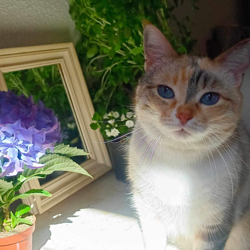Navi