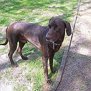 Diesel participe au concours pour gagner de l'argent avec cette photo :