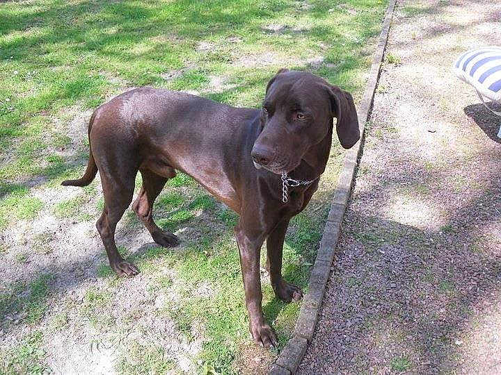 Diesel