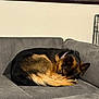 Iris is registered to the contest to win money with this photo: dog, sleeping, couch, indoor, pet, resting, fur, collar, corduroy, grey, brown, black, tail, cozy, quiet, home, relaxation, animal, companion, comfort