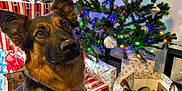 Iris is registered to the contest to win money with this photo: dog, german_shepherd, christmas_tree, christmas_lights, ornaments, presents, gift_bag, carpet, indoor, festive, holiday, decorations, pet, animal, fur, ears, collar, tag, brown, black
