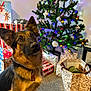 dog, german_shepherd, christmas_tree, christmas_lights, ornaments, presents, gift_bag, carpet, indoor, festive, holiday, decorations, pet, animal, fur, ears, collar, tag, brown, black