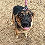 dog, german_shepherd, tongue_out, leash, outdoor, grass, pet, animal, canine, brown, black, fur, ears, face, eyes, nose, playful, cute, standing, friendly