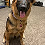 Iris is registered to the contest to win money with this photo: dog, german_shepherd, pet, indoor, carpet, tongue_out, collar, tag, ears_up, brown_and_black, floor, door, table, shoes, animal, canine, looking_at_camera, happy, sitting, household