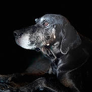 Django participe au concours pour gagner de l'argent avec cette photo : animal, black_background, calm, canine, closeup, dark, dog, ears, fur, gray_muzzle, laying_down, muzzle, old_dog, paw, pet, portrait, profile, quiet, side_view, thoughtful