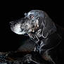 animal, black_background, calm, canine, closeup, dark, dog, ears, fur, gray_muzzle, laying_down, muzzle, old_dog, paw, pet, portrait, profile, quiet, side_view, thoughtful