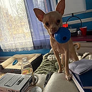 Layla is registered to the contest to win money with this photo: dog, toy, ball, couch, notebook, bottle, lamp, window, curtains, blue_wall, red_cup, table, remote_control, blanket, indoor, pet, small_dog, tan_dog, household_items, daylight