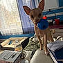 dog, toy, ball, couch, notebook, bottle, lamp, window, curtains, blue_wall, red_cup, table, remote_control, blanket, indoor, pet, small_dog, tan_dog, household_items, daylight