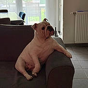 Thelma participe au concours pour gagner de l'argent avec cette photo : bulldog, dog, pet, couch, indoor, living_room, window, door, tile_floor, furniture, animal, relaxed, seated, paw, side_view, domestic, house, daylight, background, home