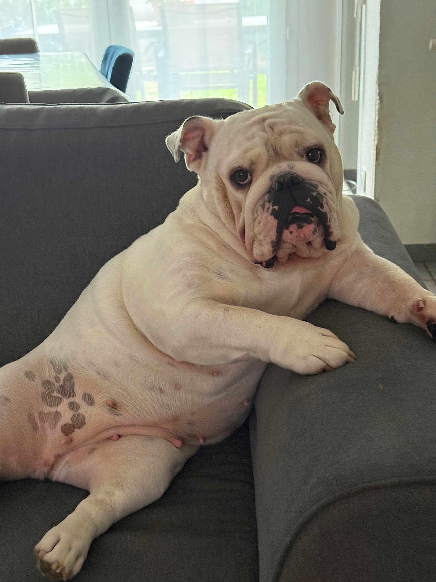 Thelma a rejoint le concours — aidez-le/la à gagner de superbes lots ! bulldog, dog, white_dog, pet, indoor, couch, furniture, relaxed, looking_at_camera, seated, animal, mammal, companion_animal, home, living_room, paw, face, ears, tongue, wrinkled_skin