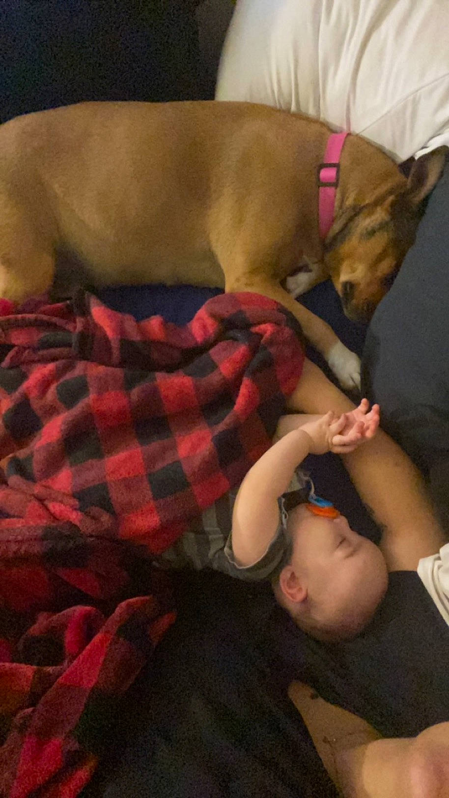 Kendrick is registered to the contest to win money with this photo: abdomen, baby, bed, carnivore, comfort, companion_dog, couch, dog, dog_breed, dog_supply, fawn, gesture, knee, mammal, pattern, person, plaid, tartan, thigh, toddler