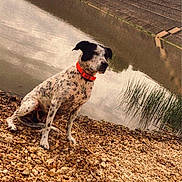 Mabrouka participe au concours pour gagner de l'argent avec cette photo : animal, beach, canine, coast, dalmatian, dog, land, nature, outdoors, path, pebble, pet, pointer, pond, puppy, rock, sea, shoreline, soil, water
