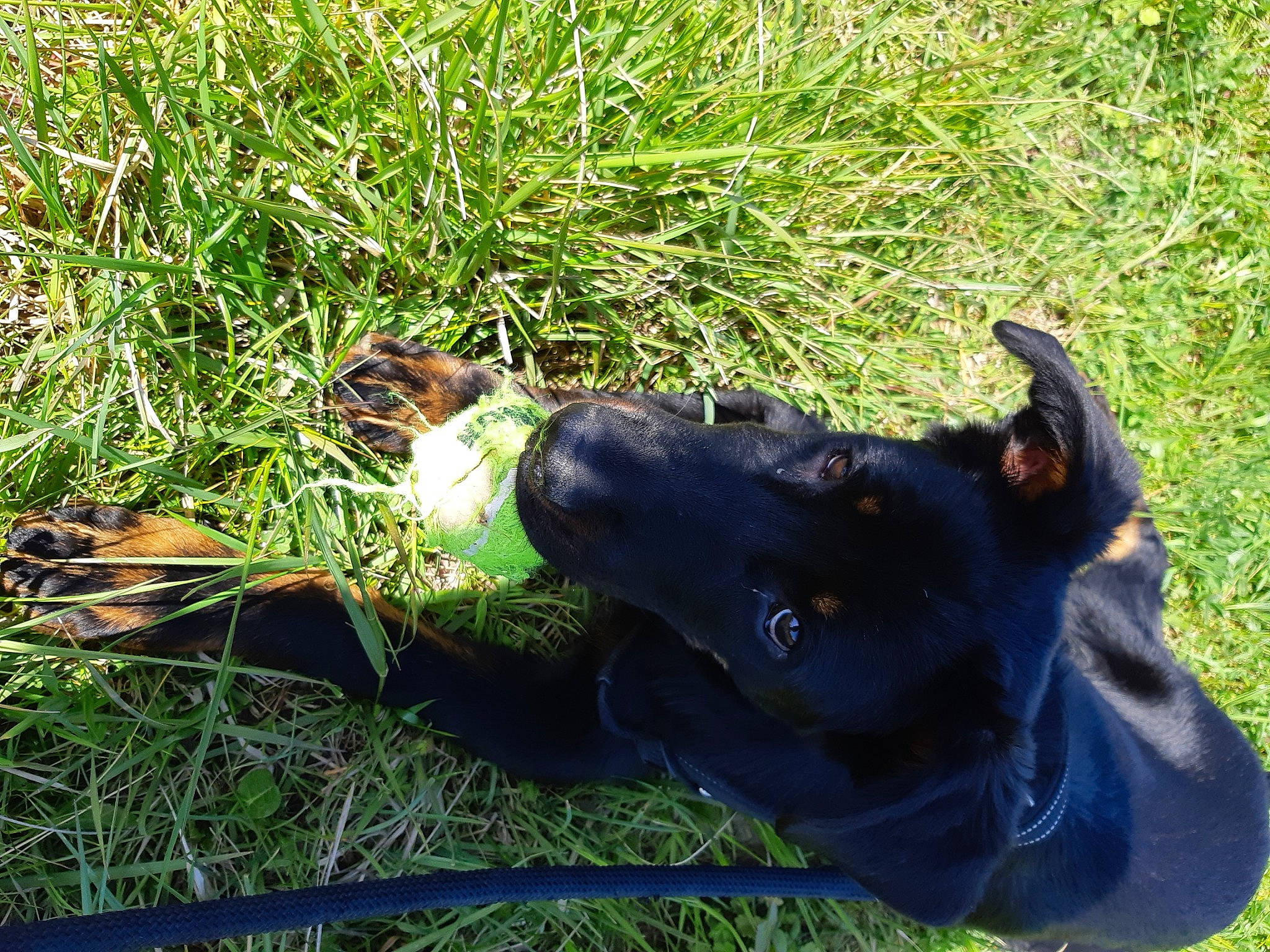 Vickie a rejoint le concours — aidez-le/la à gagner de superbes lots ! australian_kelpie, canidae, carnivore, dog, dog_breed, formosan_mountain_dog, grass, grass_family, guard_dog, hunting_dog, patterdale_terrier, sporting_group