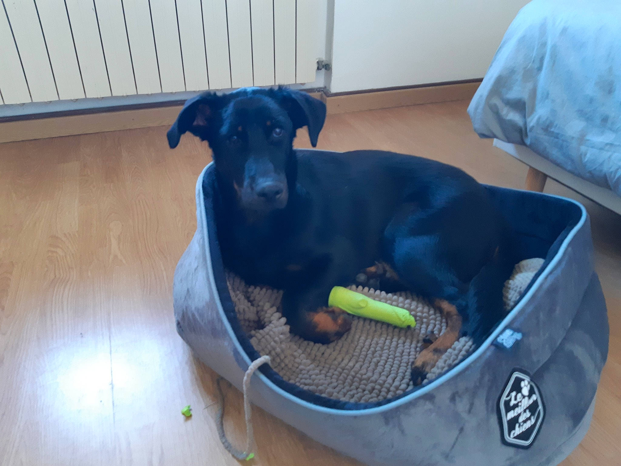 Vickie participe au concours pour gagner de l'argent avec cette photo : canidae, carnivore, companion_dog, dog, dog_bed, dog_breed, dog_supply, guard_dog, patterdale_terrier, sporting_group