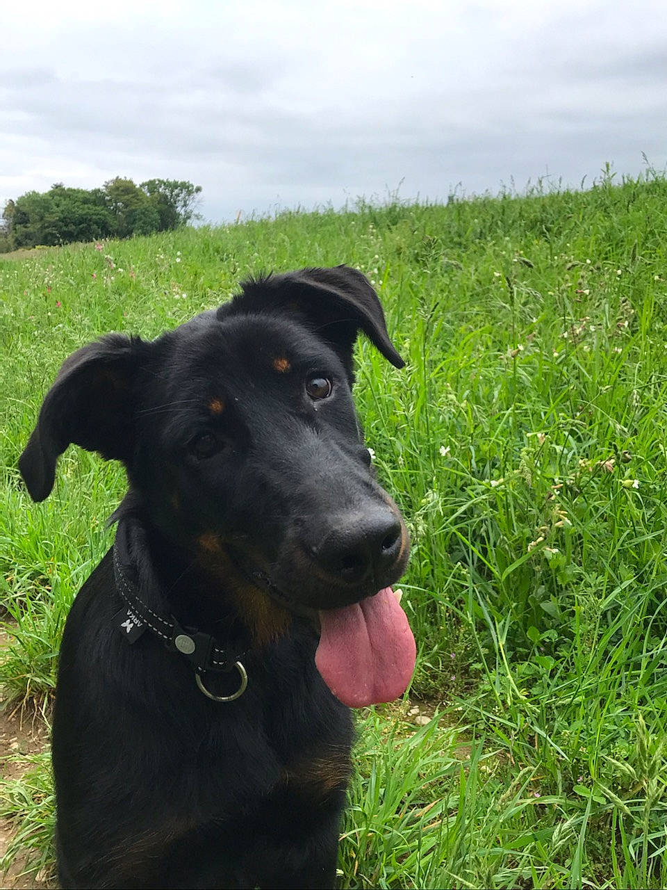 Vickie a rejoint le concours — aidez-le/la à gagner de superbes lots ! beauceron, borador, canidae, carnivore, dog, dog_breed, gladiolus, hunting_dog, labrador_retriever, mammal, patterdale_terrier, plant, rare_breed_dog, sporting_group, vertebrate