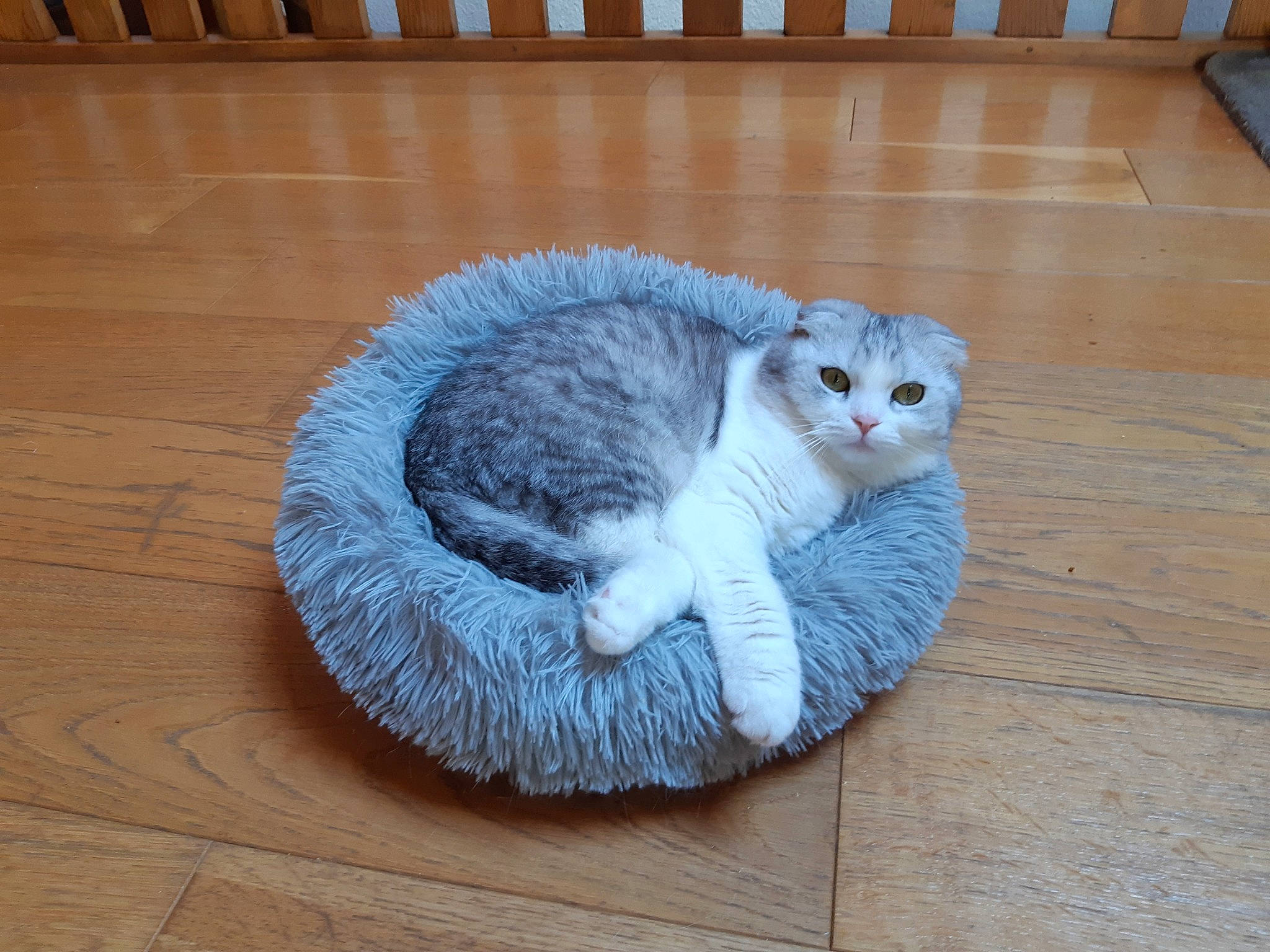 Odin participe au concours pour gagner de l'argent avec cette photo : asian, british_semi_longhair, carnivore, cat, cat_bed, domestic_short_haired_cat, european_shorthair, felidae, floor, flooring, fur, hardwood, mammal, munchkin, paw, scottish_fold, small_to_medium_sized_cats, tail, whiskers, wood