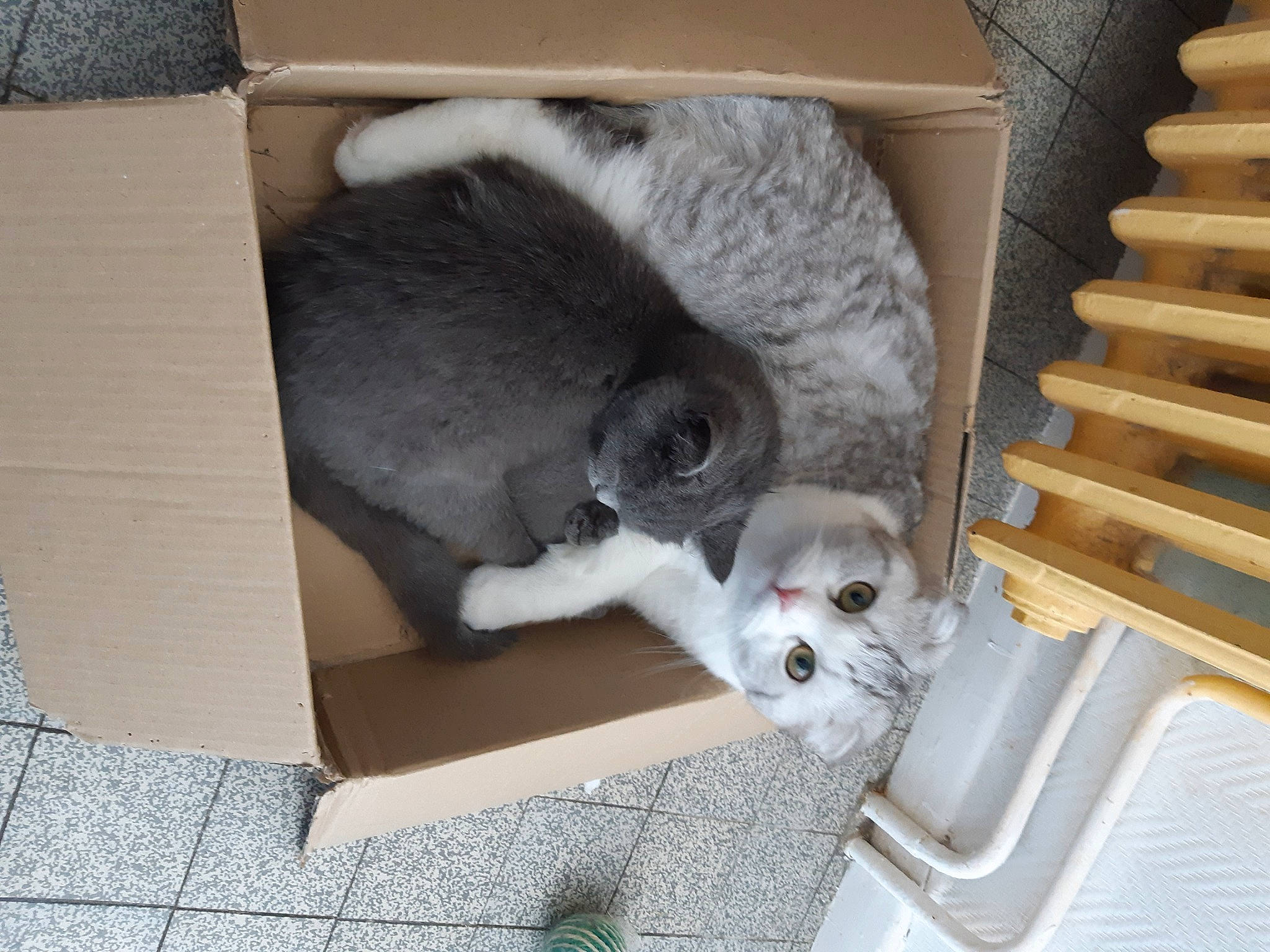 Odin participe au concours pour gagner de l'argent avec cette photo : british_shorthair, carnivore, cat, domestic_short_haired_cat, fawn, felidae, kitten, mammal, pet_supply, scottish_fold, small_to_medium_sized_cats, vertebrate