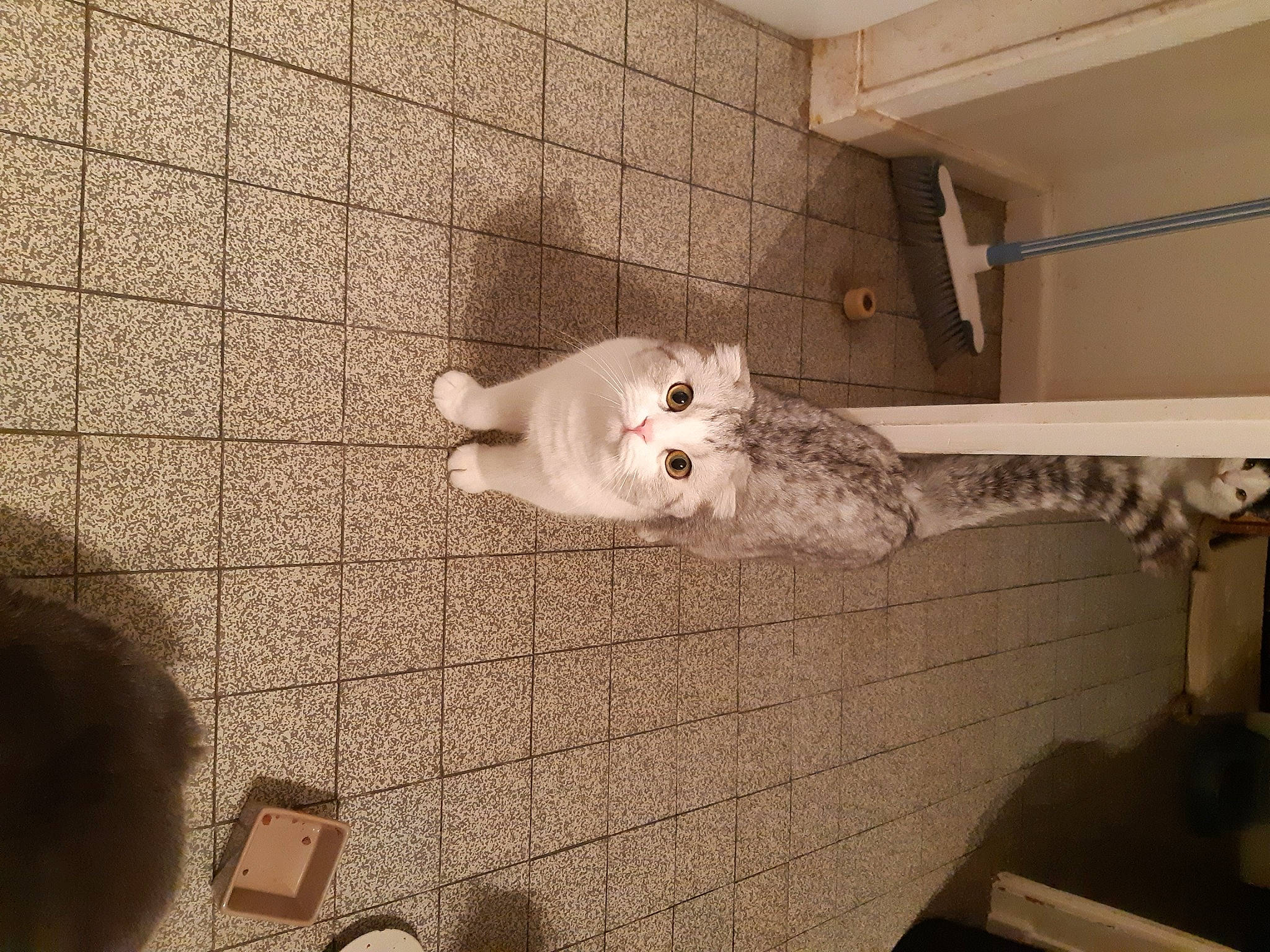 Odin a rejoint le concours — aidez-le/la à gagner de superbes lots ! bathroom, cat, felidae, room, small_to_medium_sized_cats, tile, turkish_van, whiskers