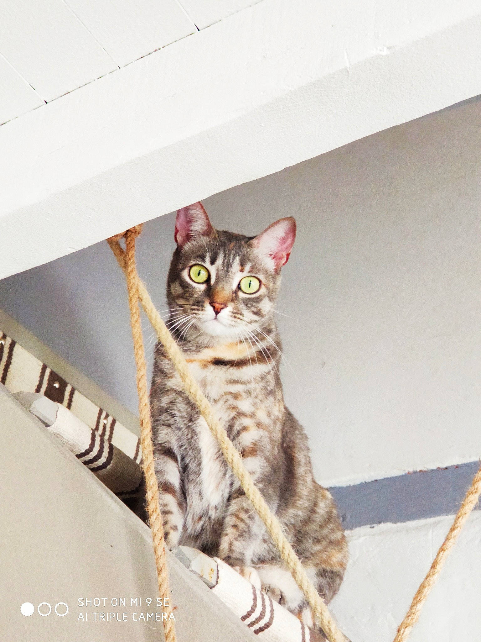 Moana a rejoint le concours — aidez-le/la à gagner de superbes lots ! american_shorthair, asian, australian_mist, bengal, california_spangled, carnivore, cat, domestic_short_haired_cat, dragon_li, egyptian_mau, european_shorthair, felidae, kitten, mammal, ocicat, savannah, small_to_medium_sized_cats, sokoke, tabby_cat, whiskers